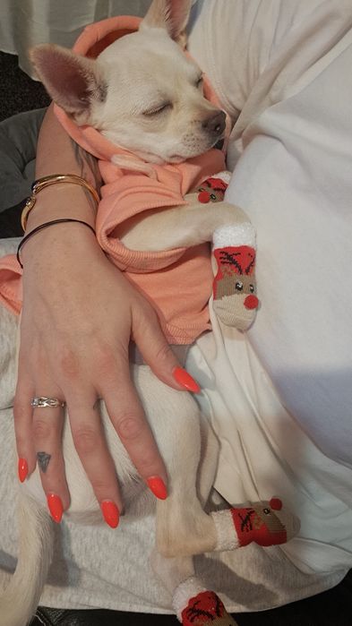 Чихопинчер цена 300лв