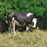 Vaca si Juninca Holstain friz  de vanzare