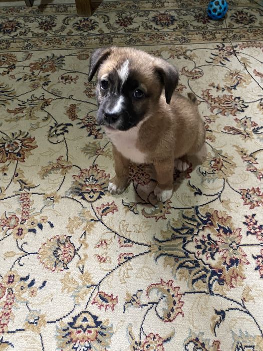 Отдам  Отдам щенка Стаффордширский терьер девочка..