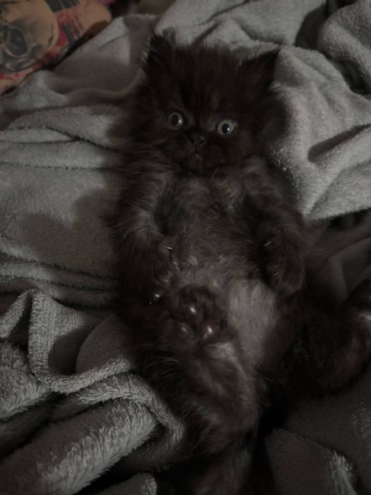 Pui persan chinchilla