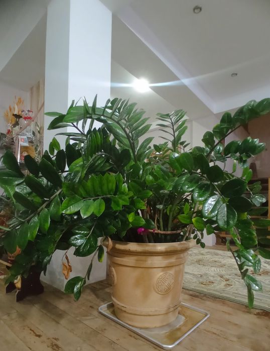 Денежное дерево Замиокулькас Зензи