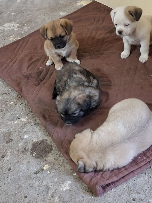 4 момичета и 1 момче Пекинези