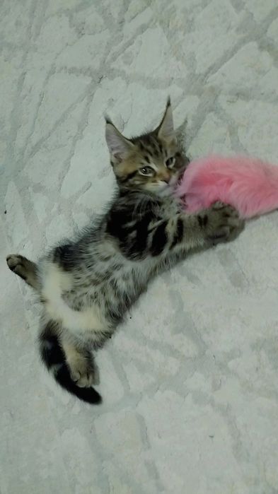 Amerkanskiy Maine Coon 250$