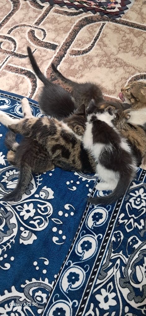 Mushuk bollari bor kimga kerak boʻlsa