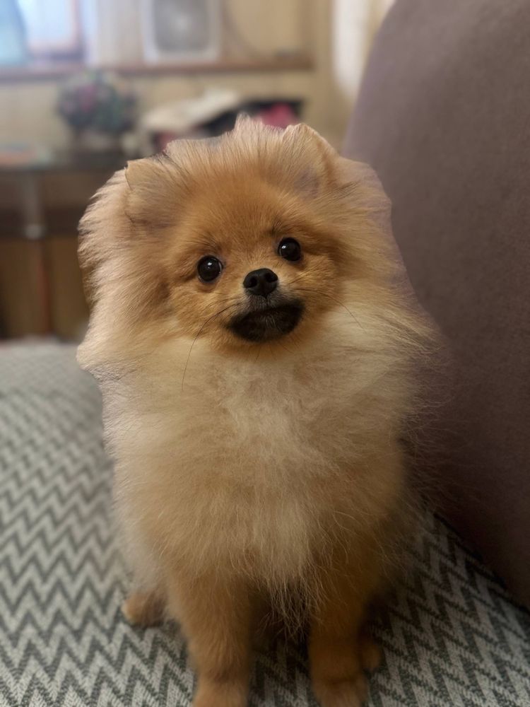 Немецкий шпиц 4 мес