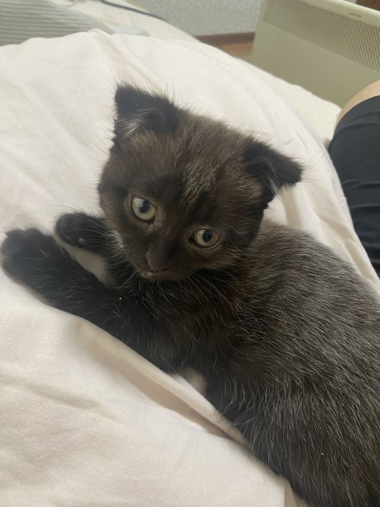 Котята шотландцы