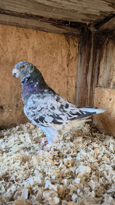 Porumbei Voiajori germani, Americani, Rotati