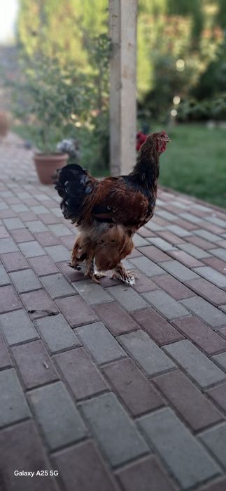 Cocoșii Brahma Porțelan
