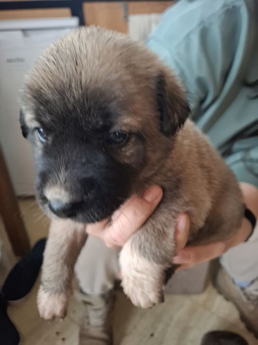 Catelusi puiuti, blanosi, pufosi si jucausi