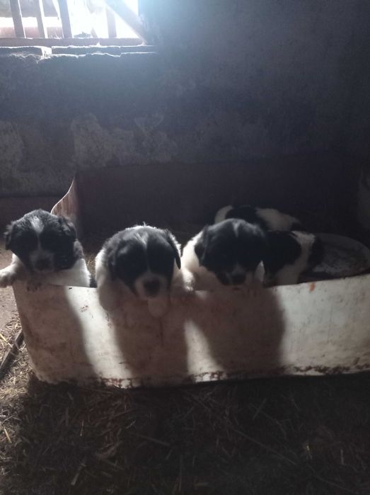 Свободни каракачанки