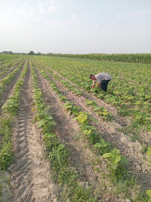 Pavloniya kochatlar sotuvga tayyor