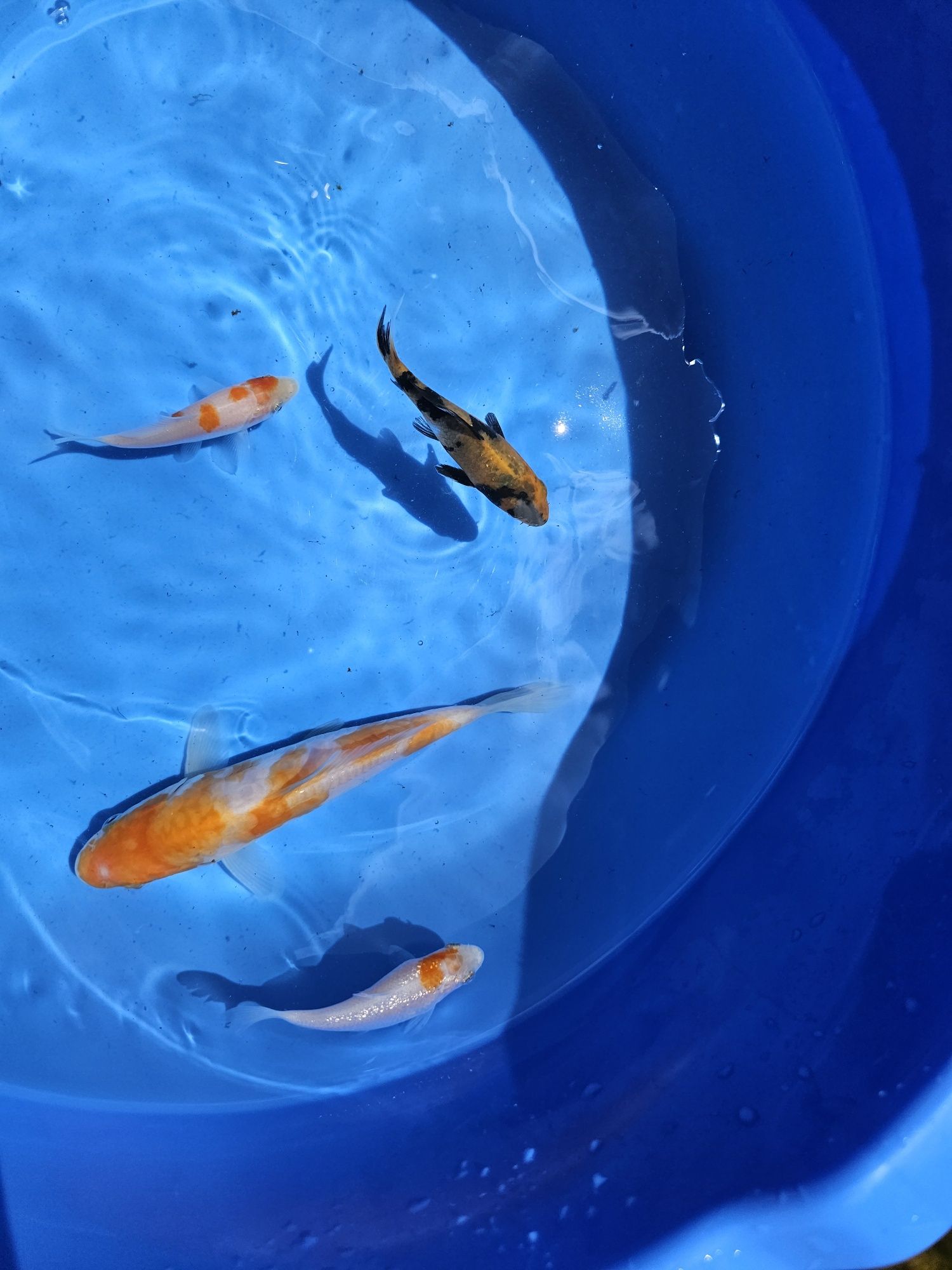 Crapii koi standard