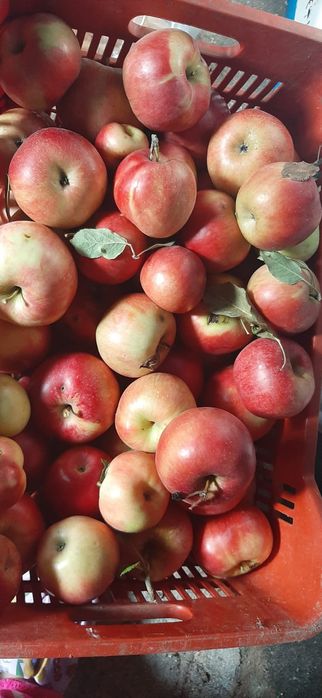 Vând mere producție proprie !