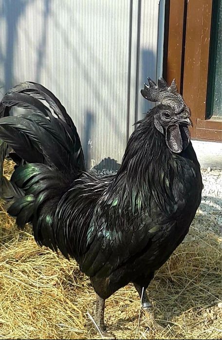Ayam cemani, oua pentru incubat, rasa pura, gaini complet negre
