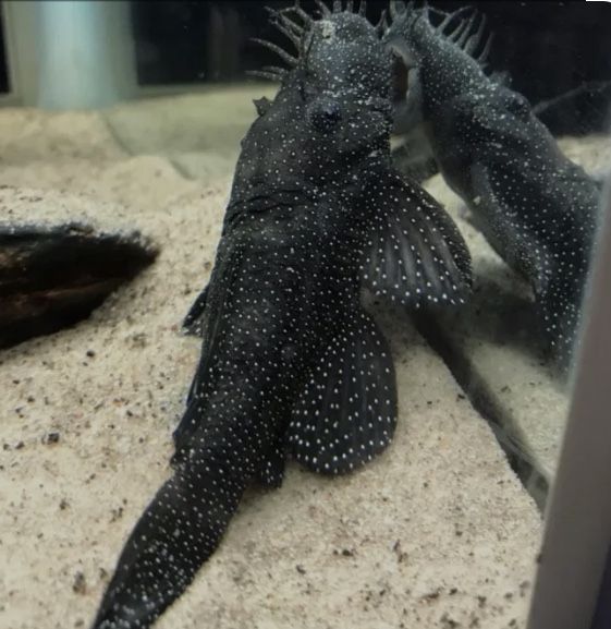 Сом L 182 продам