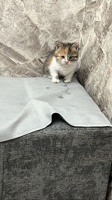 Котята маленькие домашние