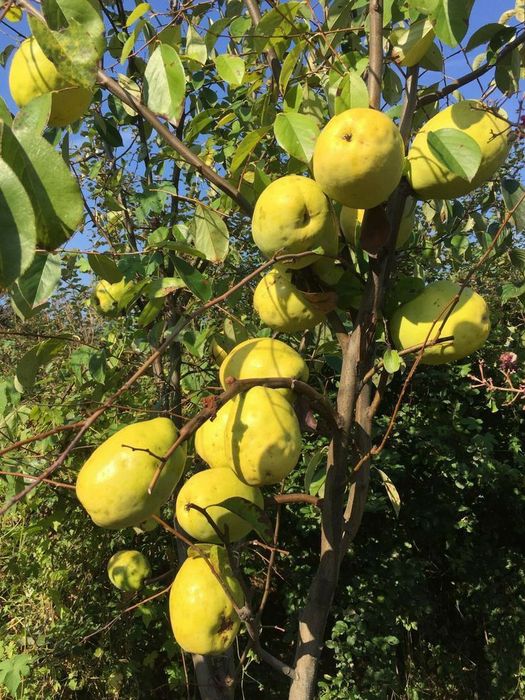 Pomi Fructiferi Columnari (Soiuri De Gutui )