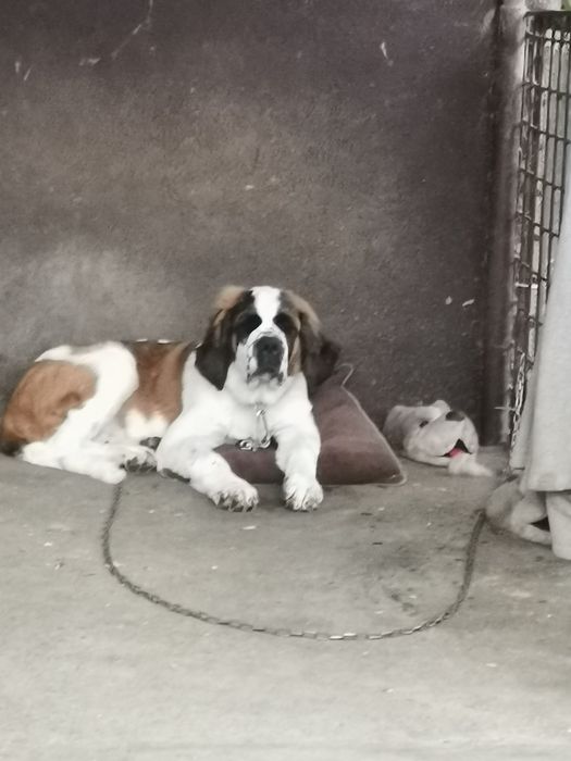 Cățel Saint bernard