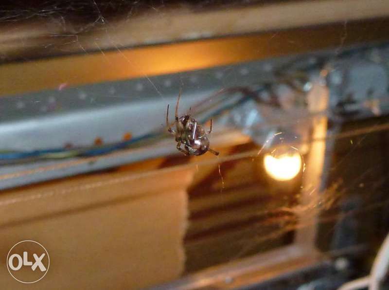 Уникална техника , 60-те години Хармония 103 лампов радио грамофон