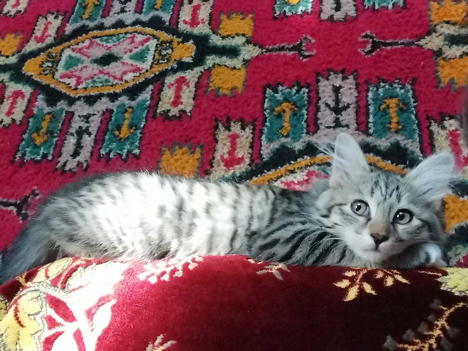 Котенок 3 месяца, девочка. Отдам ответственным людям