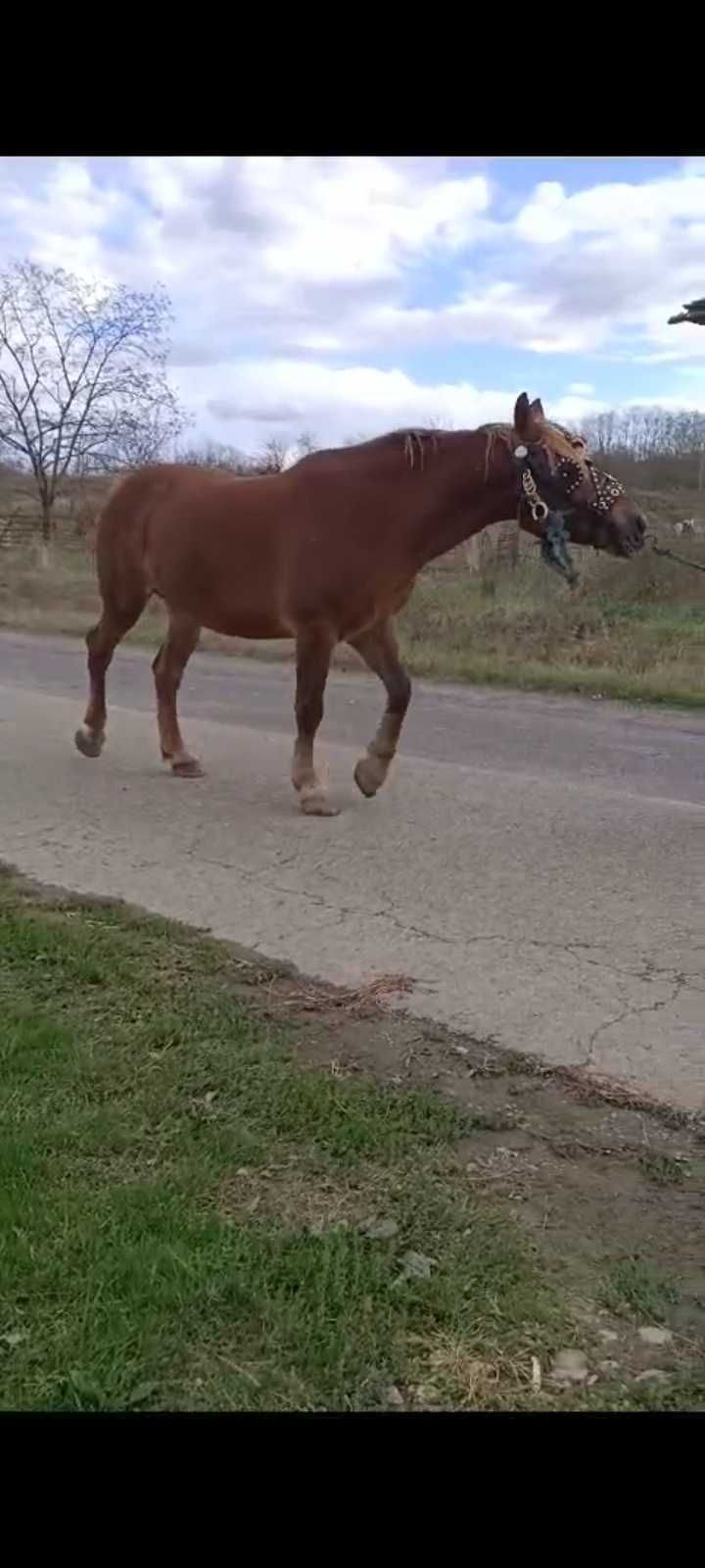 Vand iapă si cal amândoi