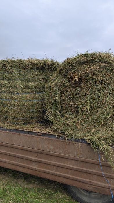 Vând baloți de lucernă