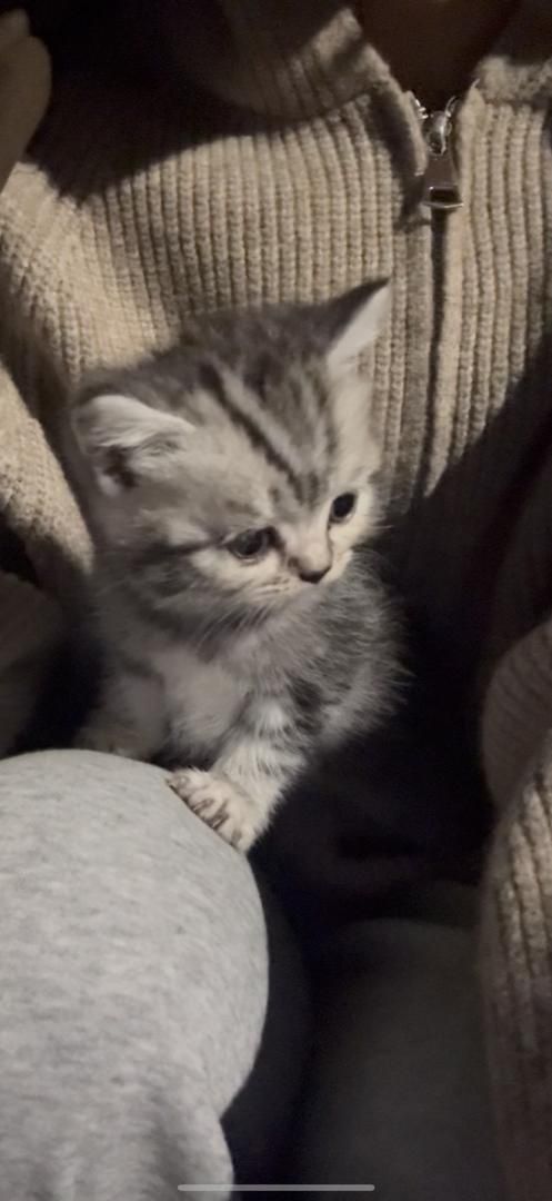 Продаю шотландскую кошку