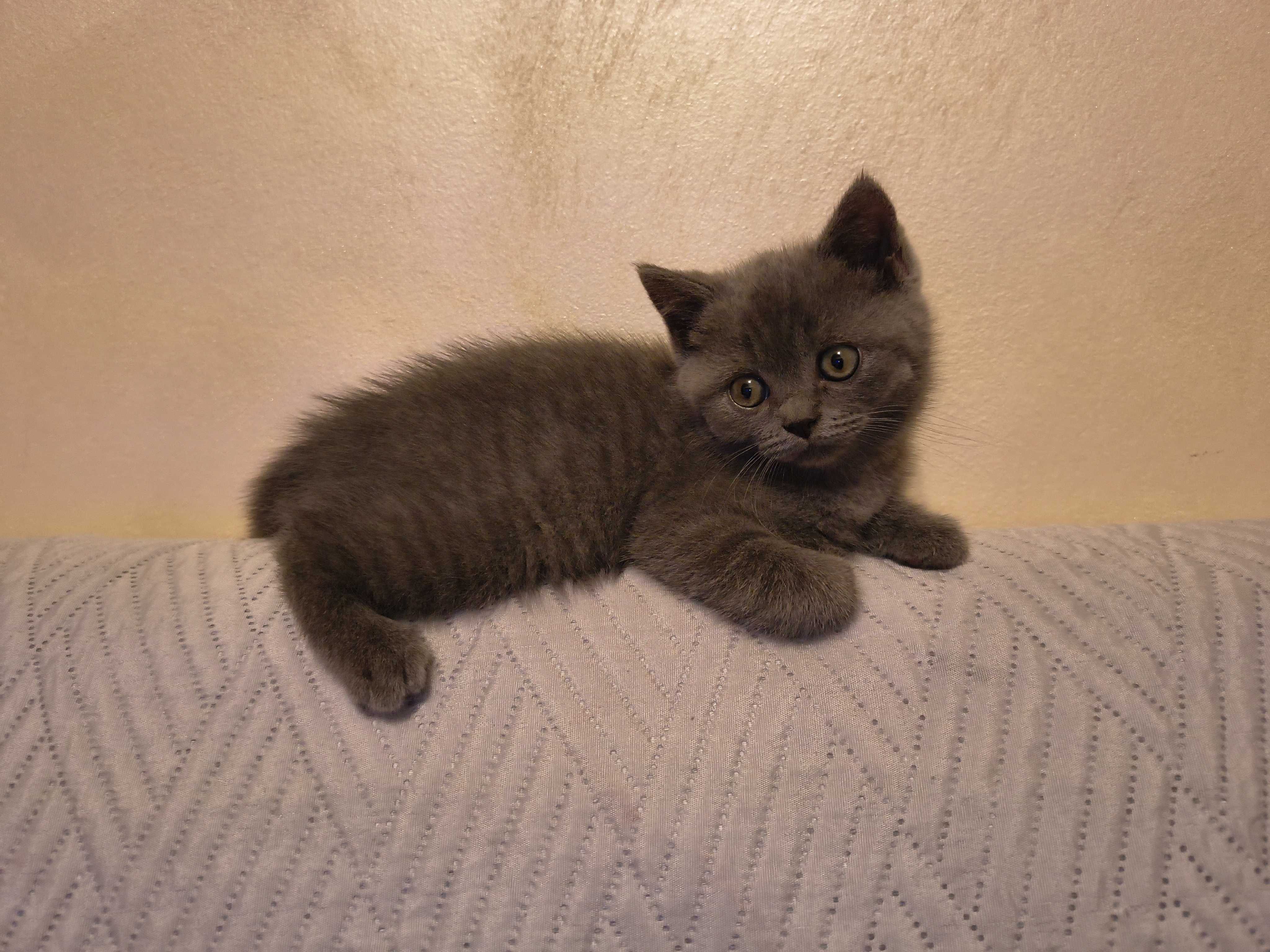 Британски котенца