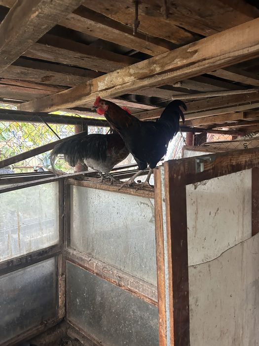 Продавам Млади петли