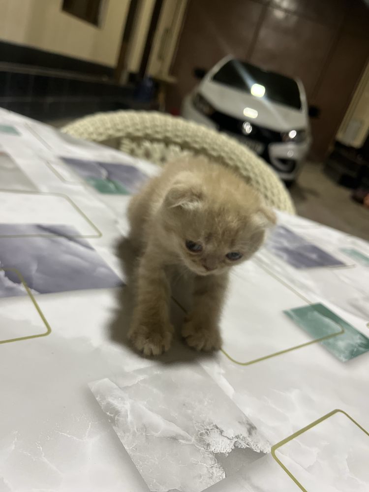 Скоттиш мушуклар
