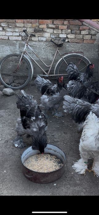 Vand gaini si cocosi brahma albastru,negru,splash
