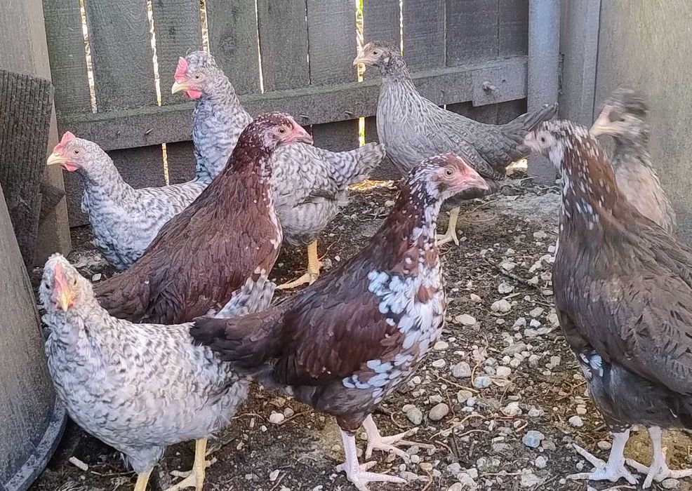 sau schimb cocosei din rasa de gaini Sussex Portelan