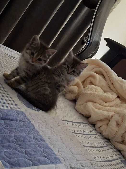 Отдам котят в добрые руки