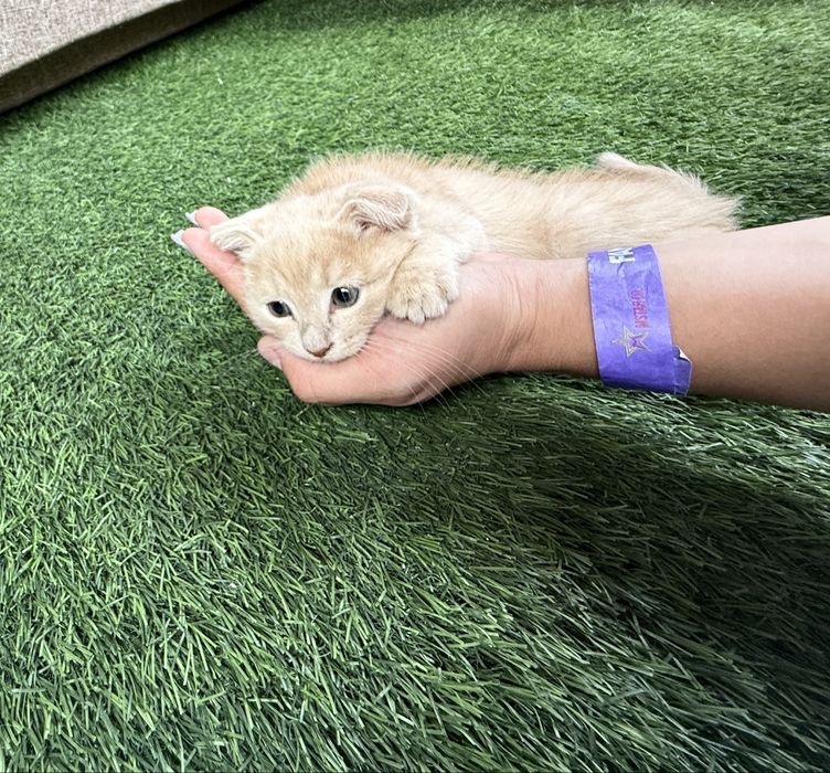 Продаются  вислоухие котята