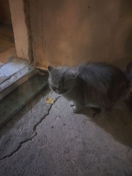 Ищем хозяев кошки...