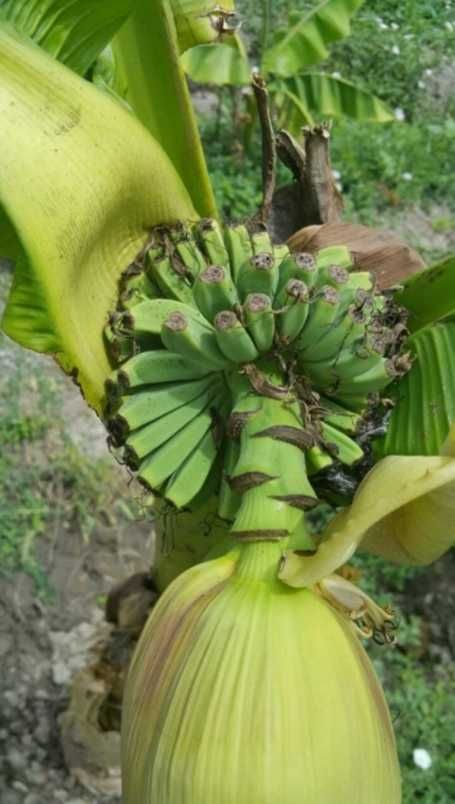 Плодородни банани
