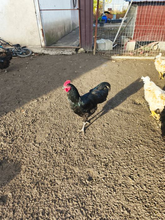 Vând cocoși Australorp