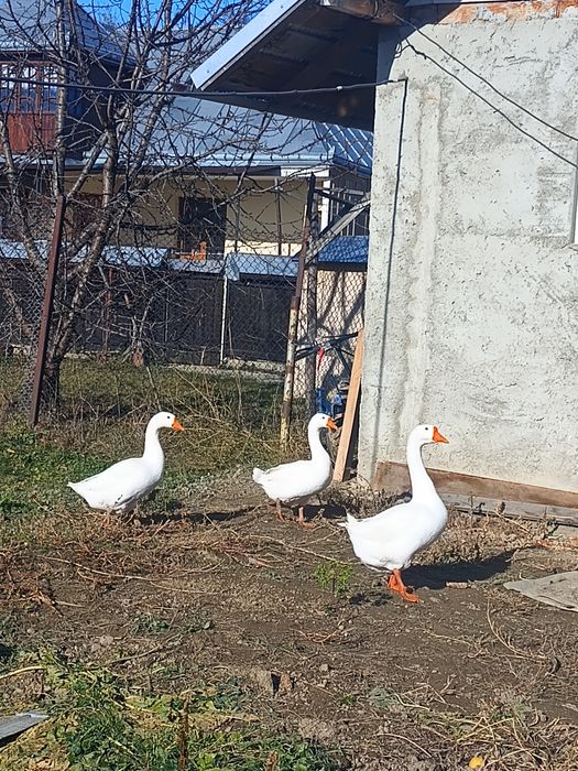 Vand două gâște și un gânsac