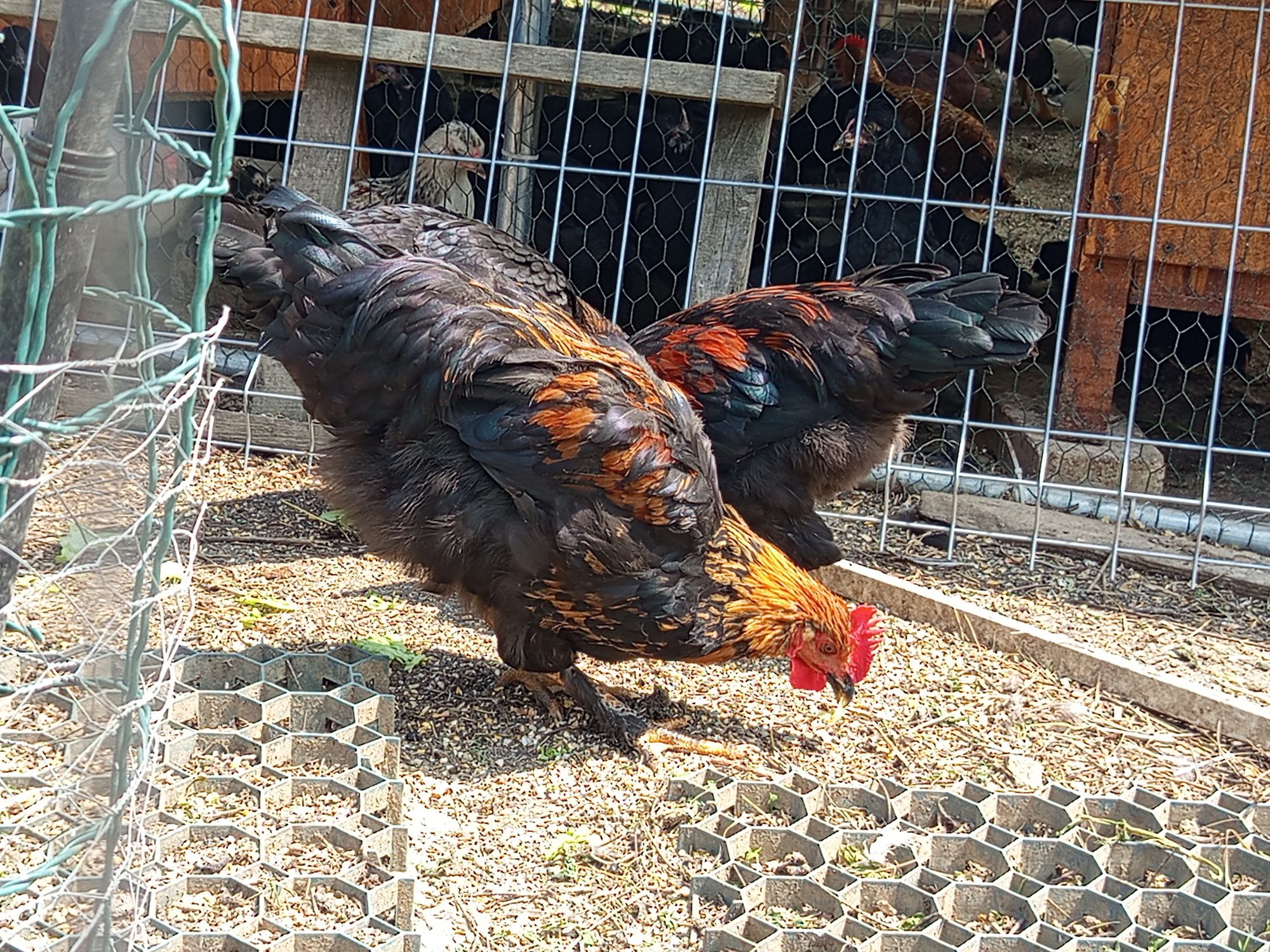 Vând cocosi rasa Marans