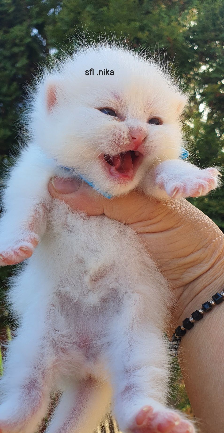 Scottish fold longhair white