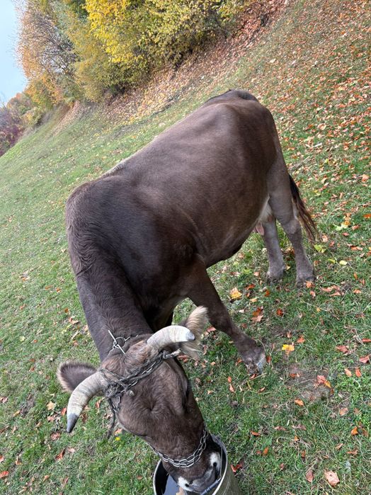 vând vacă brună gestantă în 1 luna  pt detalii sunați
