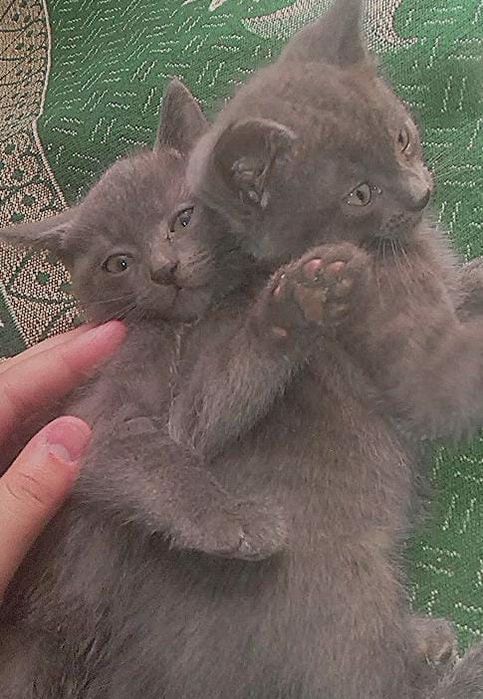 Отдам котят в добрые руки