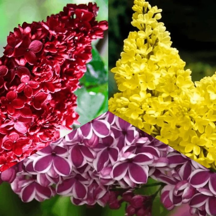 Pomi ornamentali  liliac parfumat  Roșu intens