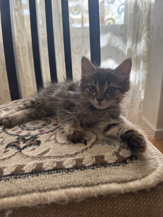 Отдам котенка в добрые руки