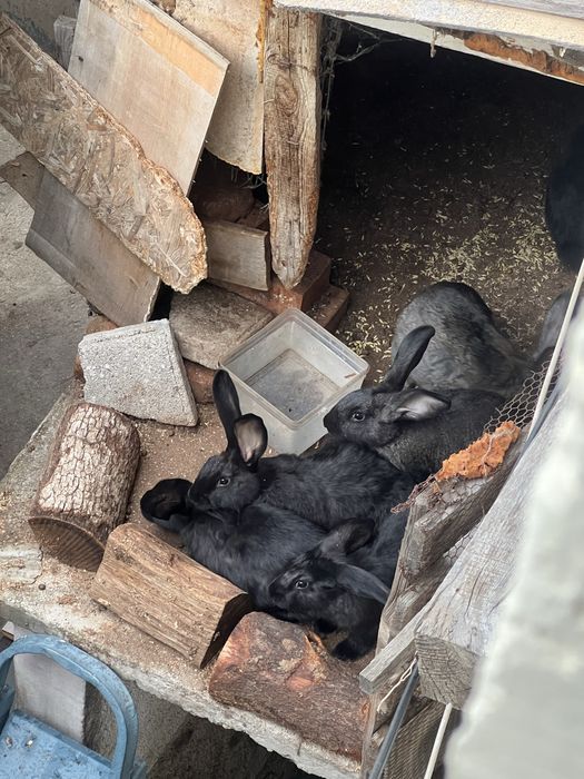 Продавам зайци Стара Загора