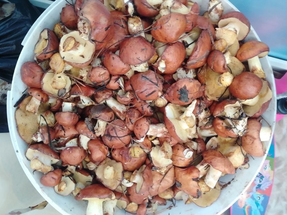 Продам маслята свежие (замороженные)