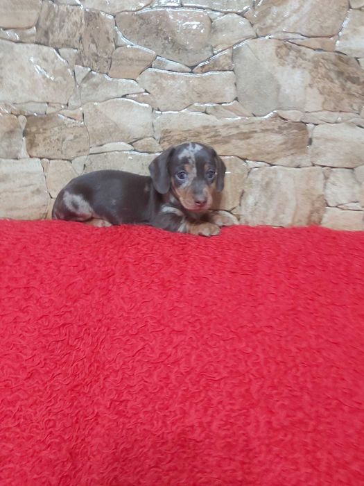 Pui teckel chocolate merle