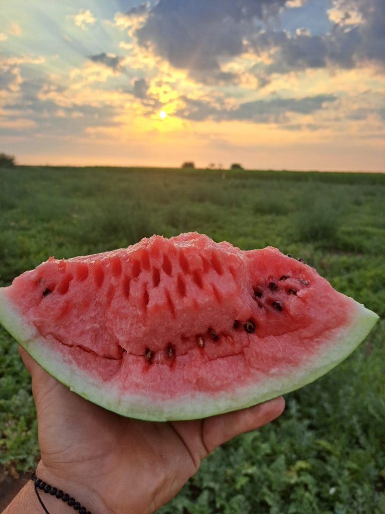 Pepeni en gros de vânzare