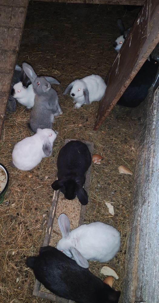Iepurași de vanzare