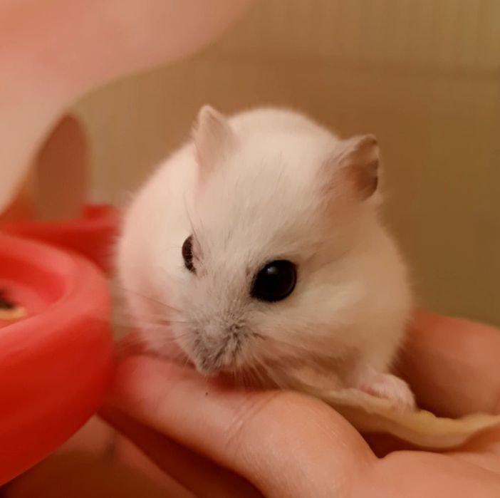 Клетка для хомяка